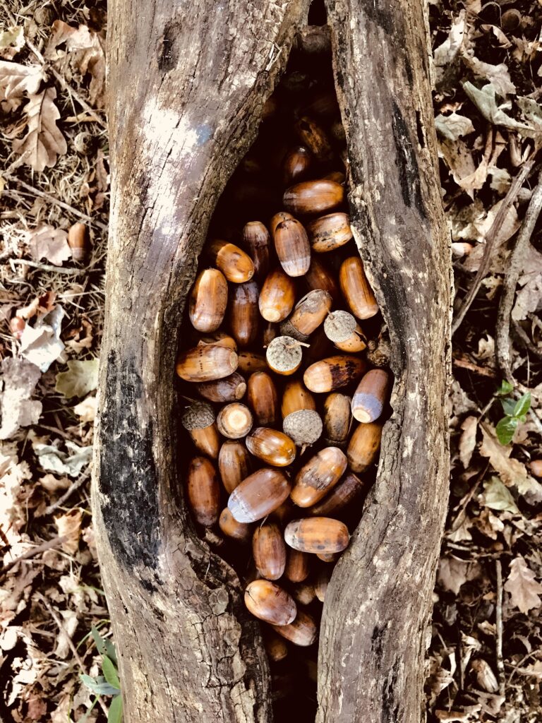 nueces de la estancia
